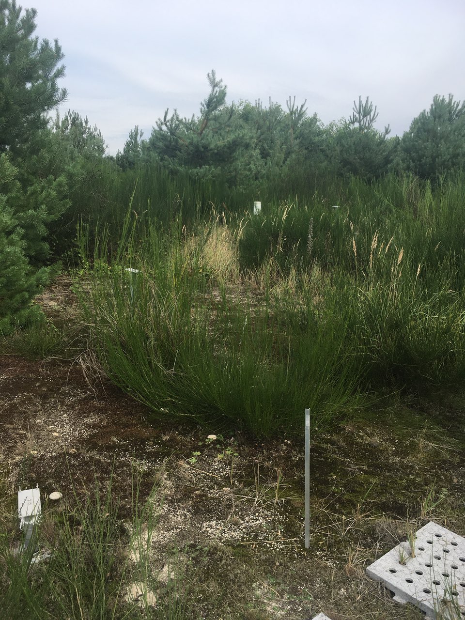 photo of grassland with small trees and a number of white plastic objects