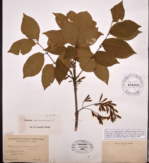 Fraxinus specimen with annotations